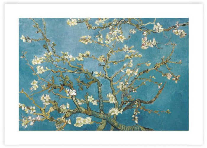 Almond Blossom - The Good Poster Co. - Paper Size : 50.8 x 40.6 cm
