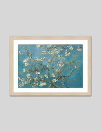 Almond Blossom - The Good Poster Co. - Paper Size : 50.8 x 40.6 cm