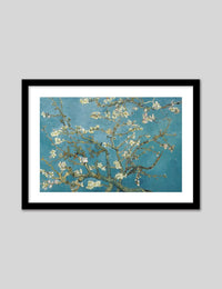 Almond Blossom - The Good Poster Co. - Paper Size : 50.8 x 40.6 cm