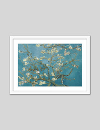 Almond Blossom - The Good Poster Co. - Paper Size : 50.8 x 40.6 cm