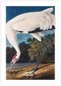 Hooping Crane - The Good Poster Co. - Paper Size : 29.7 x 42.0 cm A3