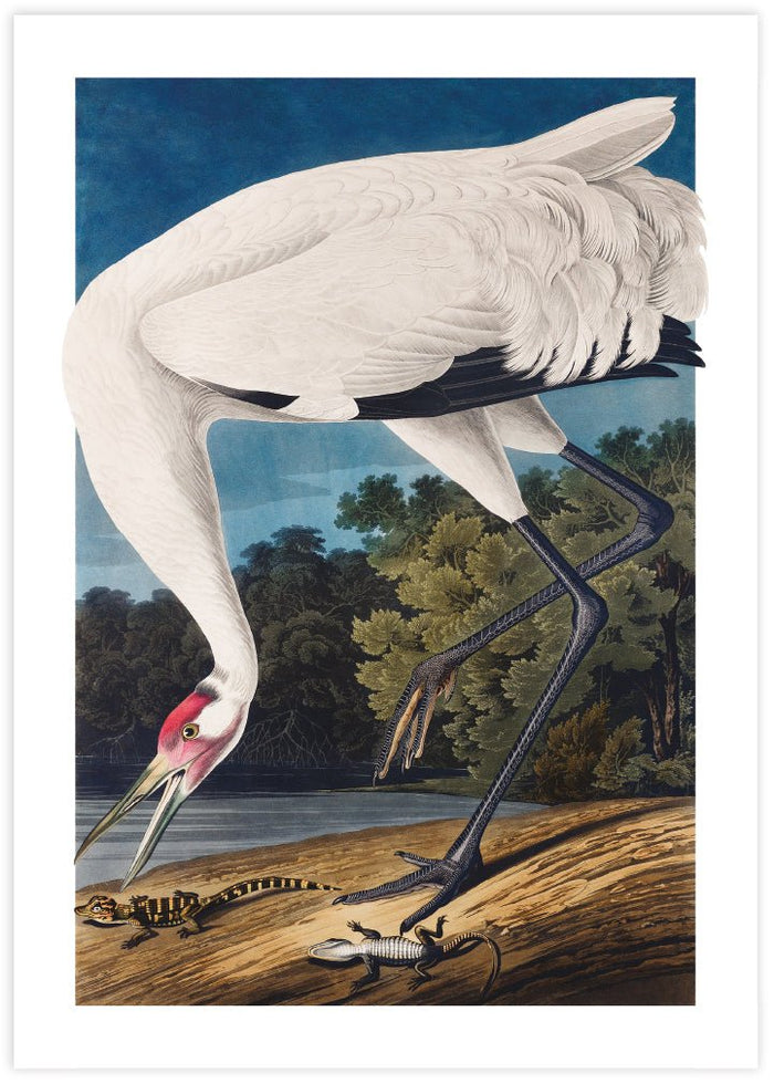 Hooping Crane - The Good Poster Co. - Paper Size : 29.7 x 42.0 cm A3