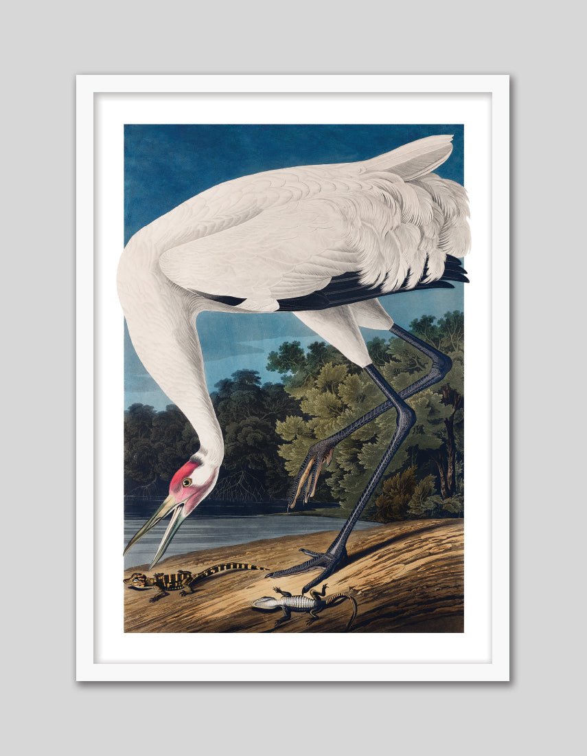 Hooping Crane - The Good Poster Co. - Paper Size : 29.7 x 42.0 cm A3