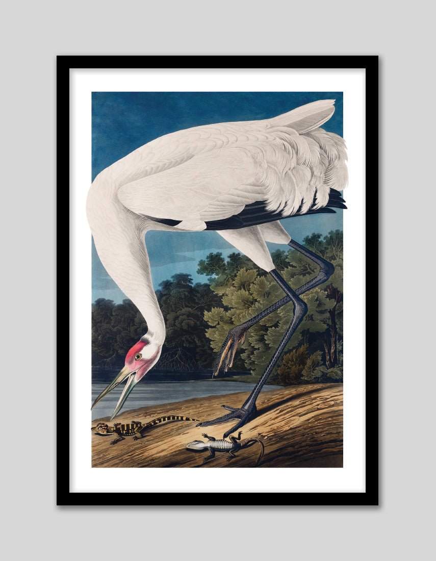 Hooping Crane - The Good Poster Co. - Paper Size : 29.7 x 42.0 cm A3