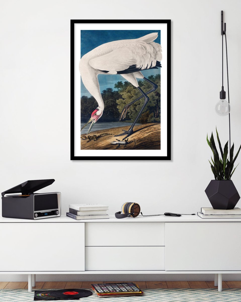 Hooping Crane - The Good Poster Co. - Paper Size : 29.7 x 42.0 cm A3