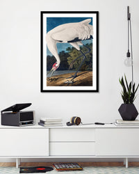 Hooping Crane - The Good Poster Co. - Paper Size : 29.7 x 42.0 cm A3