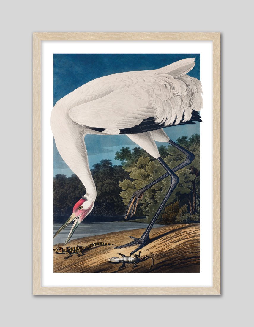 Hooping Crane - The Good Poster Co. - Paper Size : 29.7 x 42.0 cm A3