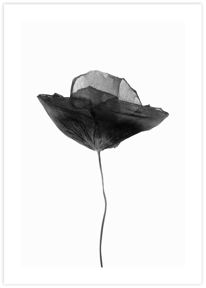 Black Dried Poppy Art Print | Black and White Art | The Good Poster Company