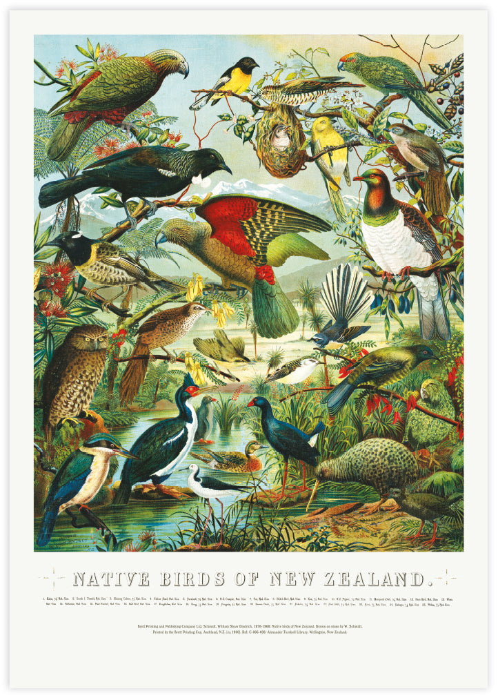 Native Birds of New Zealand by William Shaw Diedrich | Vintage Art | Bird Art | The Good Poster Company
