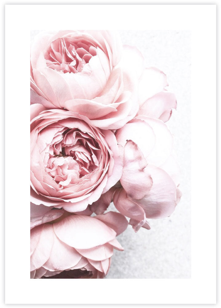 Pink Peonies Art Print - Contemporary Botanical Art - The Good Poster Company