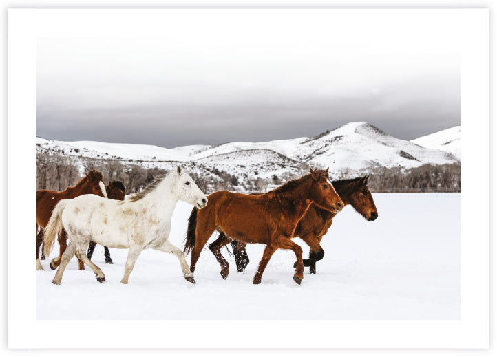 Horse Photographic Art Print | Contemporary Art | The Good Poster Company