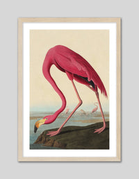 American Flamingo - The Good Poster Co. - Paper Size : 42.0 x 59.4 cm A2