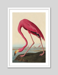 American Flamingo - The Good Poster Co. - Paper Size : 42.0 x 59.4 cm A2