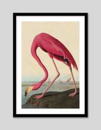 American Flamingo - The Good Poster Co. - Paper Size : 42.0 x 59.4 cm A2