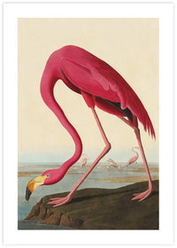 American Flamingo - The Good Poster Co. - Paper Size : 42.0 x 59.4 cm A2