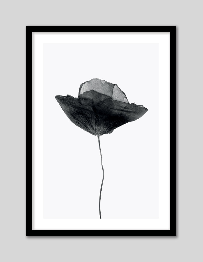 Black Poppy - The Good Poster Co. - Paper Size : 29.7 x 42.0 cm A3