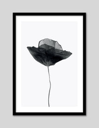 Black Poppy - The Good Poster Co. - Paper Size : 29.7 x 42.0 cm A3