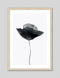 Black Poppy - The Good Poster Co. - Paper Size : 29.7 x 42.0 cm A3