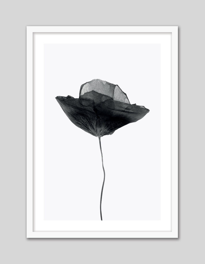 Black Poppy - The Good Poster Co. - Paper Size : 29.7 x 42.0 cm A3