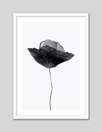 Black Poppy - The Good Poster Co. - Paper Size : 29.7 x 42.0 cm A3