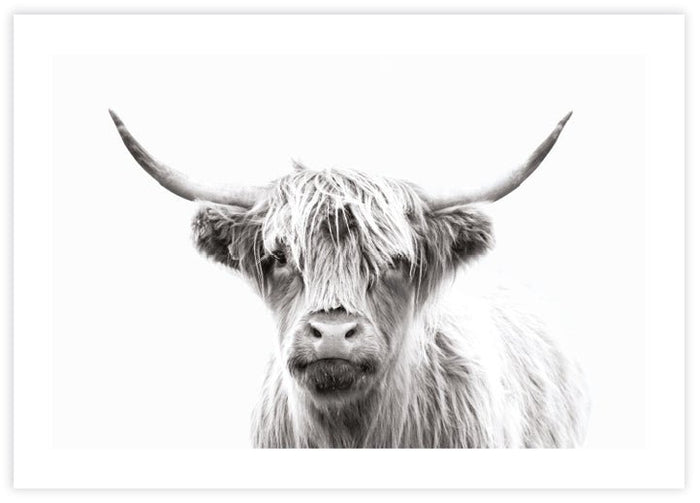 Highland Cow - The Good Poster Co. - Paper Size : 42.0 x 59.4 cm A2