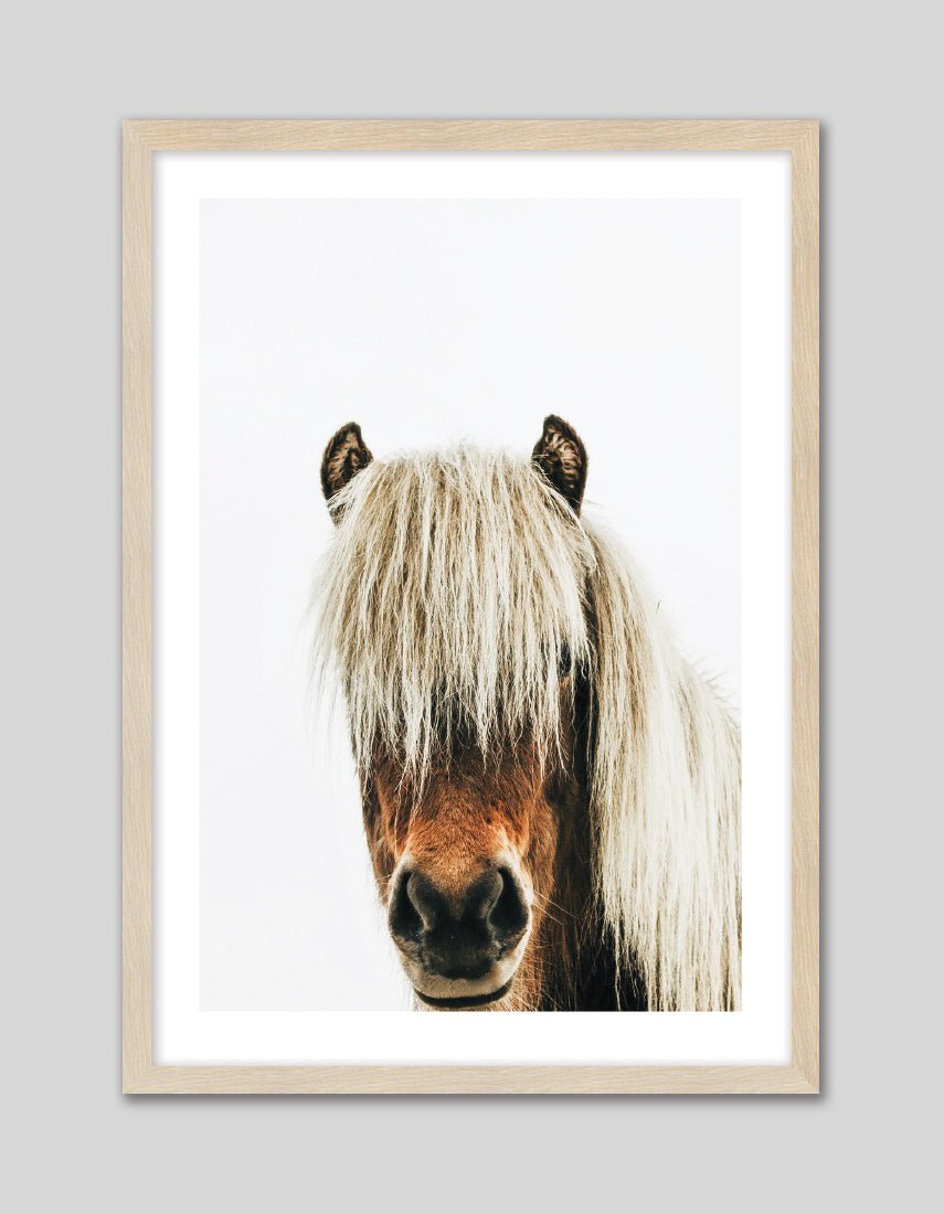 Icelandic Horse - The Good Poster Co. - Paper Size : 42.0 x 59.4 cm A2