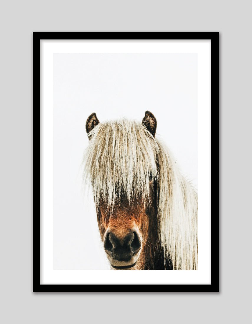 Icelandic Horse - The Good Poster Co. - Paper Size : 42.0 x 59.4 cm A2