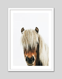 Icelandic Horse - The Good Poster Co. - Paper Size : 42.0 x 59.4 cm A2
