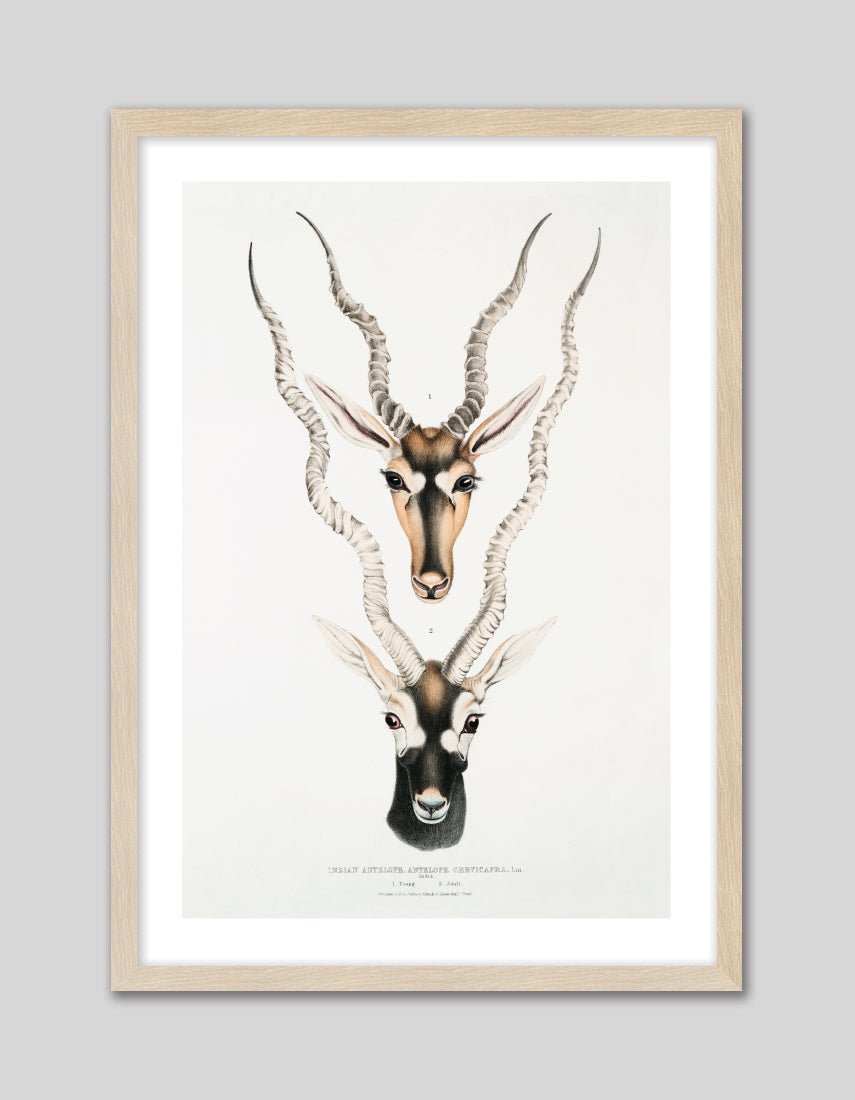 Indian Antelopes - The Good Poster Co. - Paper Size : 29.7 x 42.0 cm A3