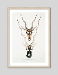 Indian Antelopes - The Good Poster Co. - Paper Size : 29.7 x 42.0 cm A3