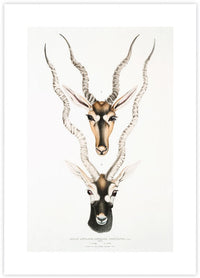 Indian Antelopes - The Good Poster Co. - Paper Size : 29.7 x 42.0 cm A3