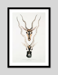 Indian Antelopes - The Good Poster Co. - Paper Size : 29.7 x 42.0 cm A3