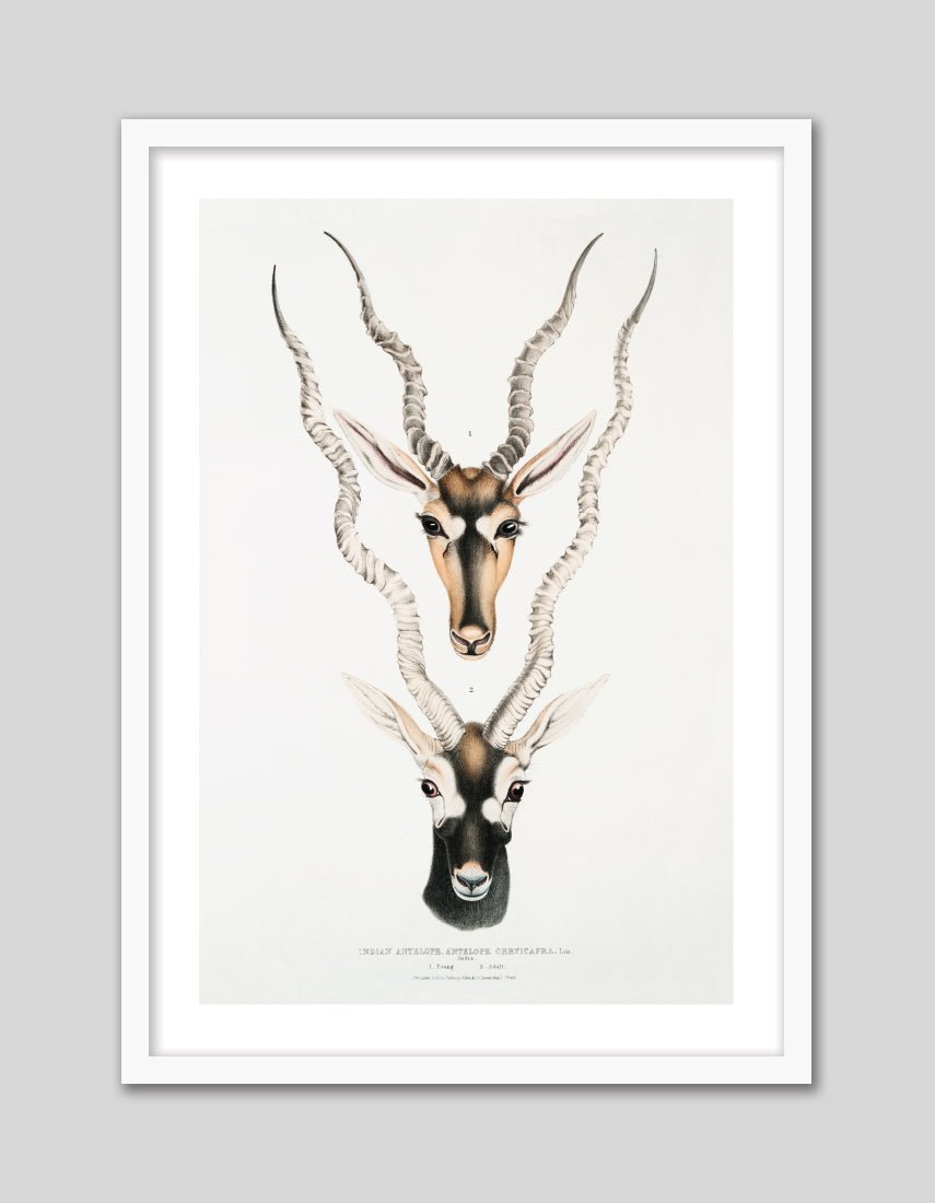 Indian Antelopes - The Good Poster Co. - Paper Size : 29.7 x 42.0 cm A3