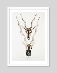 Indian Antelopes - The Good Poster Co. - Paper Size : 29.7 x 42.0 cm A3