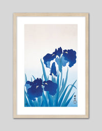 Iris Flowers - The Good Poster Co. - Paper Size : 21.0 x 29.7 cm A4