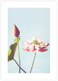 Lotus Flower - The Good Poster Co. - Paper Size : 29.7 x 42.0 cm A3