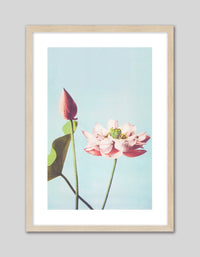 Lotus Flower - The Good Poster Co. - Paper Size : 29.7 x 42.0 cm A3