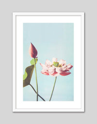 Lotus Flower - The Good Poster Co. - Paper Size : 29.7 x 42.0 cm A3