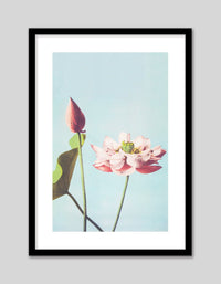 Lotus Flower - The Good Poster Co. - Paper Size : 29.7 x 42.0 cm A3