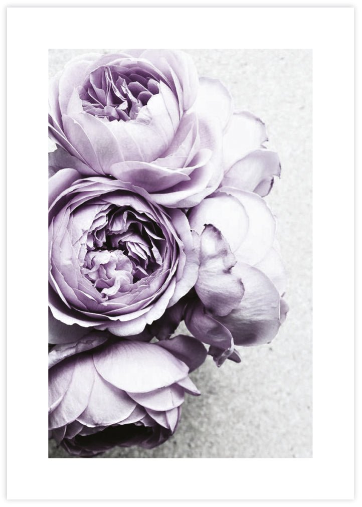 Purple Peonies - The Good Poster Co. - Paper Size : 42.0 x 59.4 cm A2