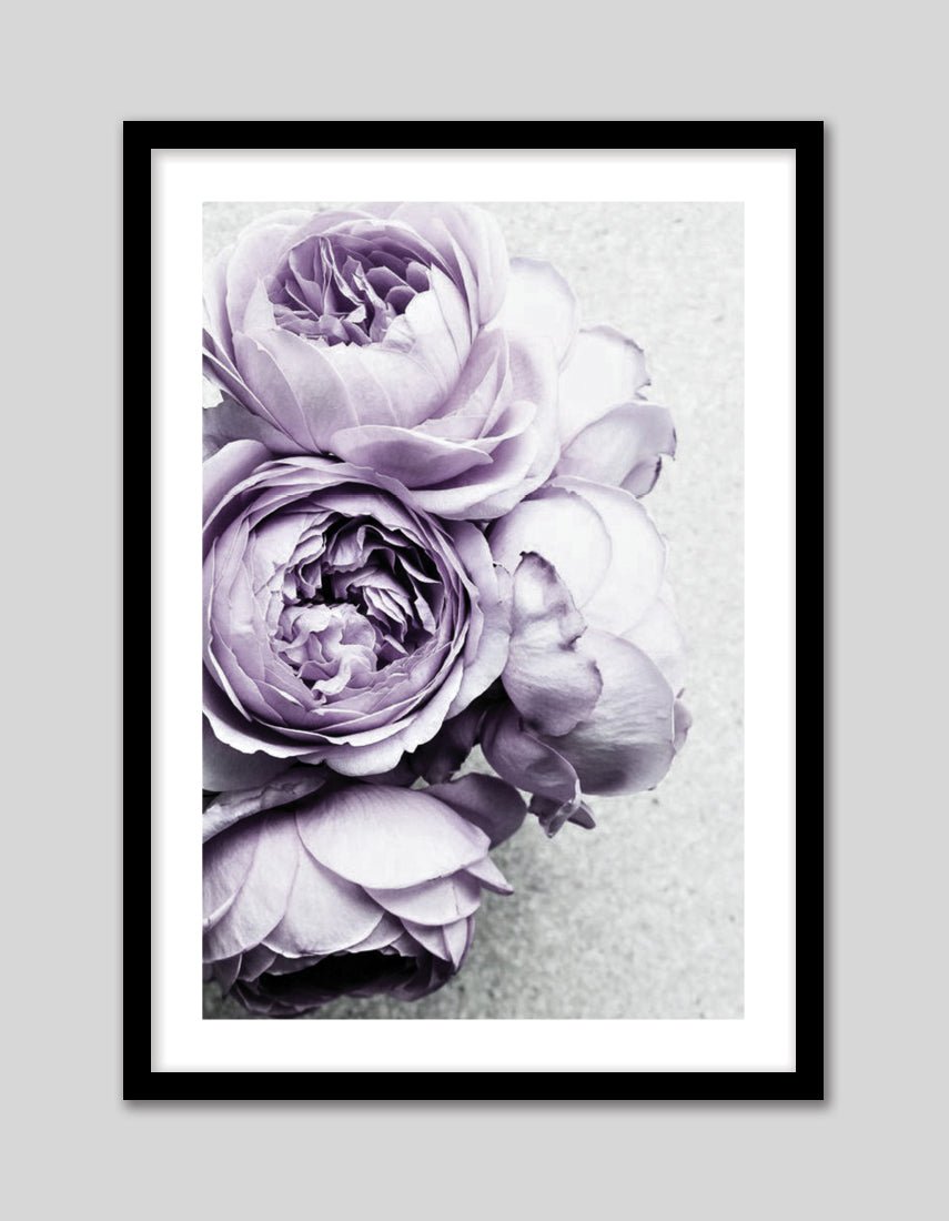 Purple Peonies - The Good Poster Co. - Paper Size : 42.0 x 59.4 cm A2