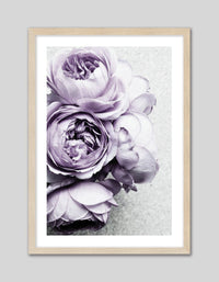Purple Peonies - The Good Poster Co. - Paper Size : 42.0 x 59.4 cm A2
