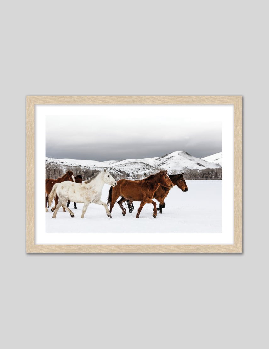 Snow Horses - The Good Poster Co. - Paper Size : 42.0 x 59.4 cm A2