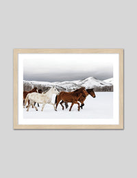 Snow Horses - The Good Poster Co. - Paper Size : 42.0 x 59.4 cm A2