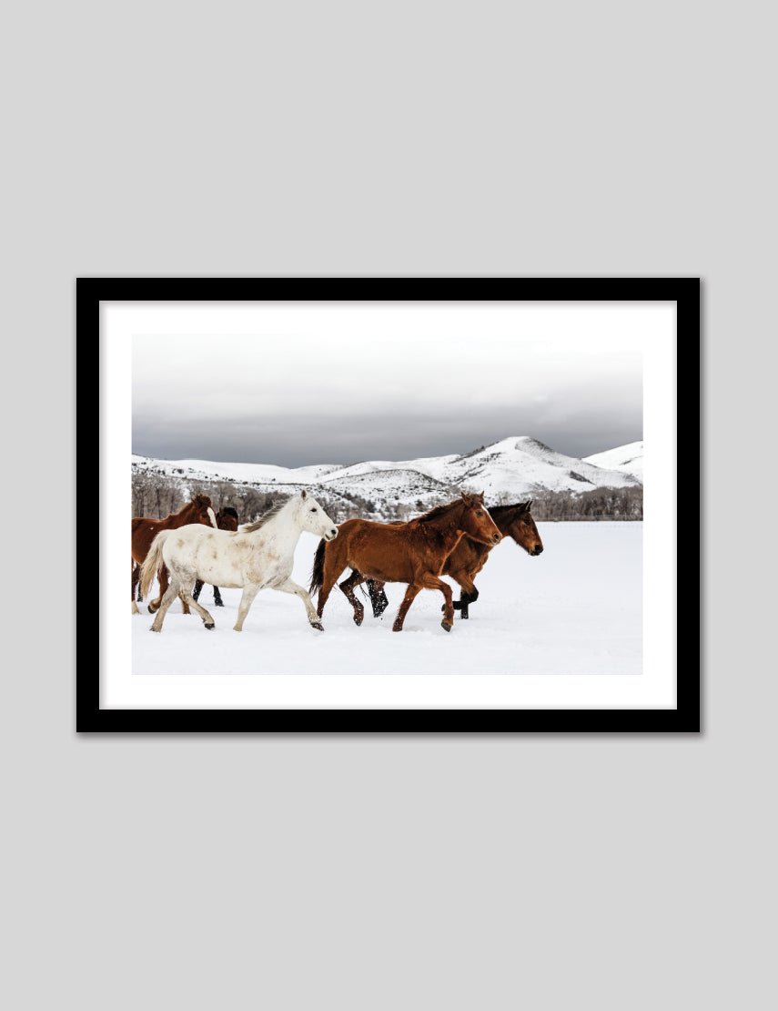 Snow Horses - The Good Poster Co. - Paper Size : 42.0 x 59.4 cm A2