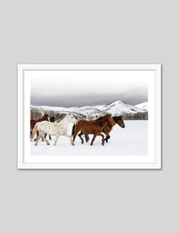 Snow Horses - The Good Poster Co. - Paper Size : 42.0 x 59.4 cm A2
